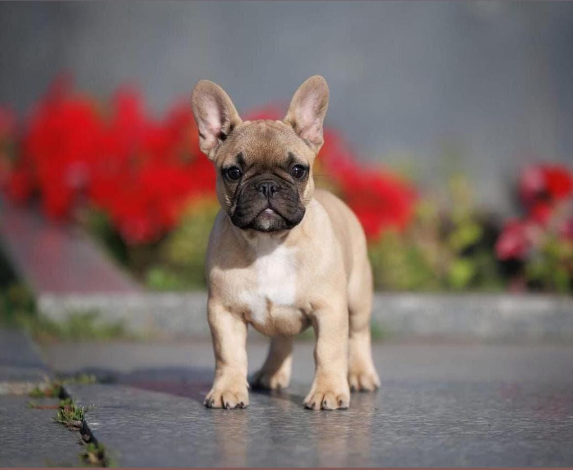 pic of FRENCH BULLDOG posted on 2022-03-26 13:00:08